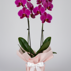 Çift Dallı Mor Orkide