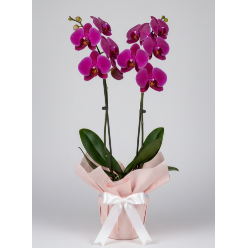 Çift Dallı Mor Orkide