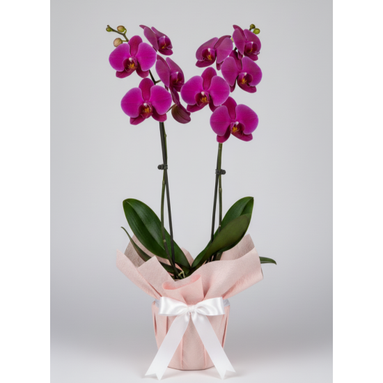 Çift Dallı Mor Orkide