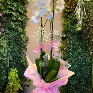 Çift Dallı Beyaz Orkide