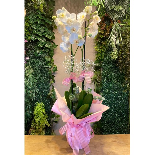 Çift Dallı Beyaz Orkide